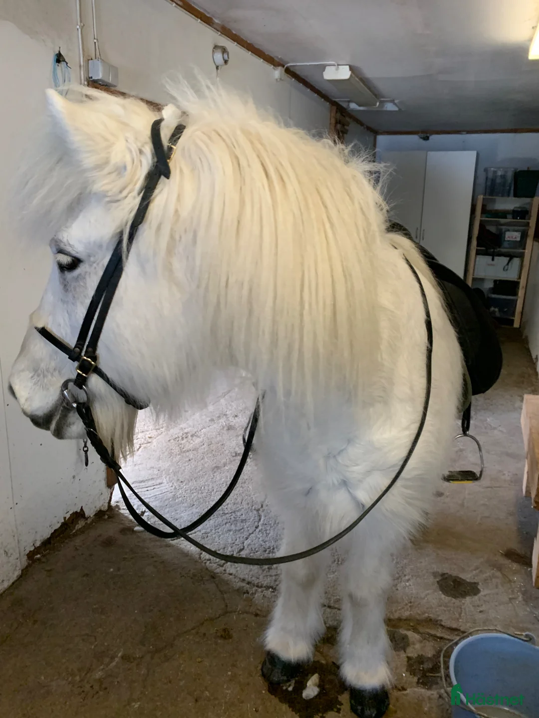 Island hästar till salu: Drömhästen Dagur säljes.  - Annons 1