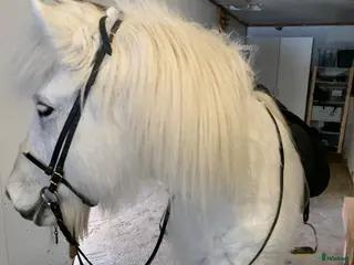 hästar Drömhästen Dagur säljes. - Annons 10