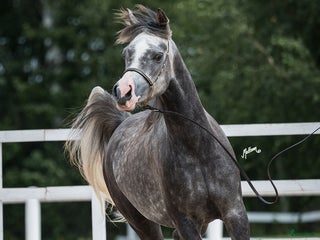 hästar Trevlig arab valack! i Alingsås - Annons 6
