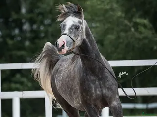 hästar Trevlig arab valack! i Alingsås - Annons 5