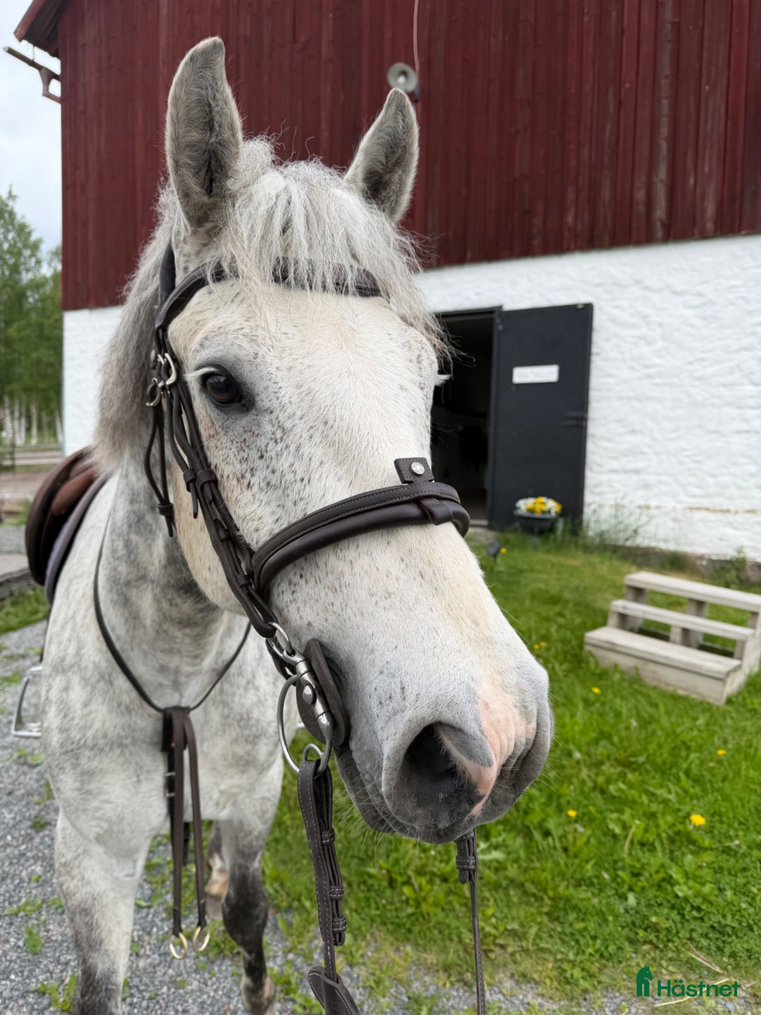  hästar Trevlig allround ponny - Annons 2