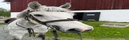 Allround hästar till salu: Trevlig allround ponny - Annons 1