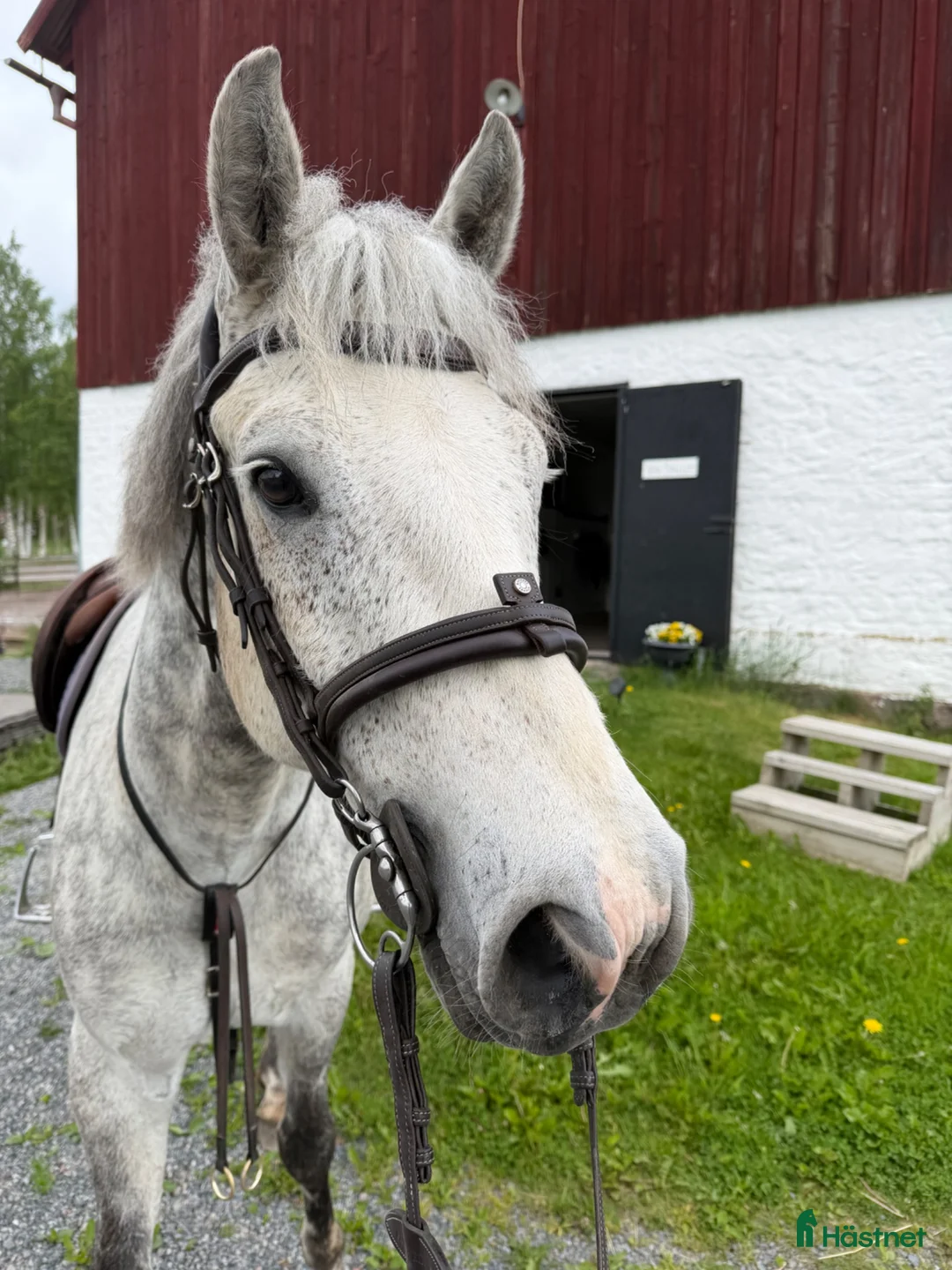 Allround hästar till salu: Trevlig allround ponny - Annons 1