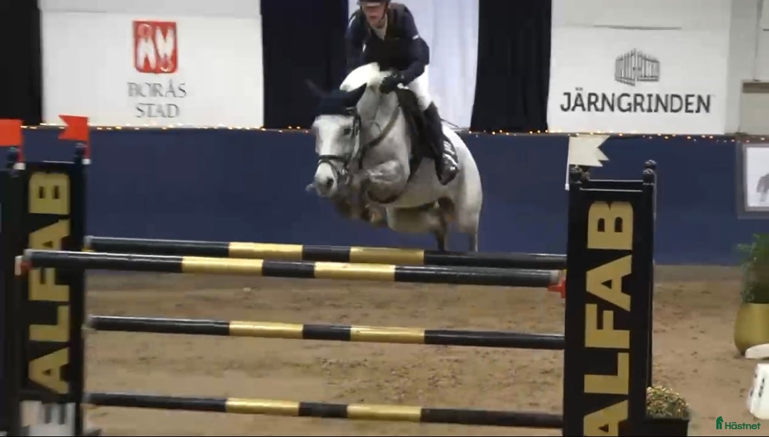 Hoppning hästar till salu: ⭐️Dolce Vita⭐️ i Njurunda - Annons 3