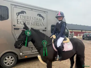 hästar Söker Maxad B-Ponny i Munka-ljungby - Annons 10