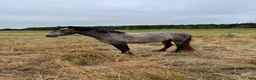 Hoppning hästar till salu: Connemarasto, 3 år – lovande allroundponny - Annons 2