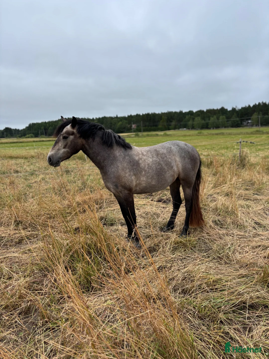 Hoppning hästar till salu: Connemarasto, 3 år – lovande allroundponny - Annons 2