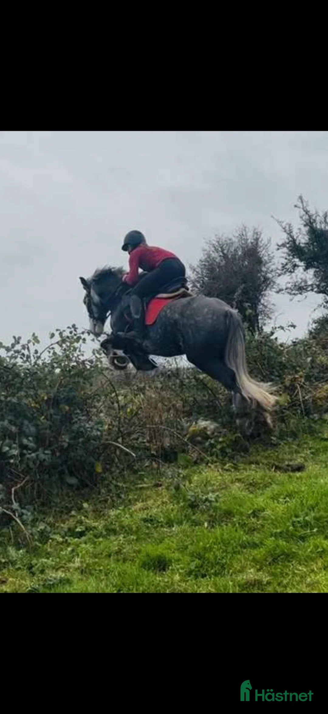 Allround hästar till salu: Super fin ponny  i Mariestad - Annons 2