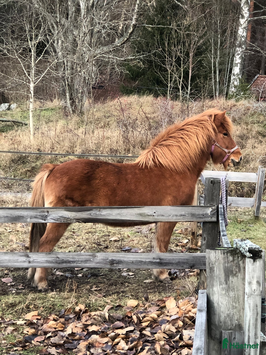 Island hästar till salu: Vackert islandssto i Täby - Annons 15