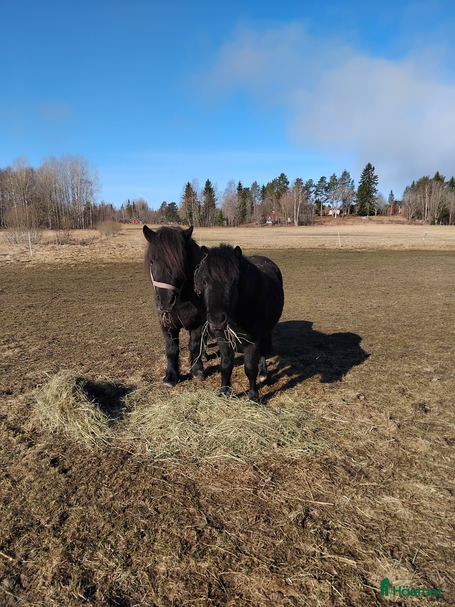  hästar Shetlandsponny - Annons 6