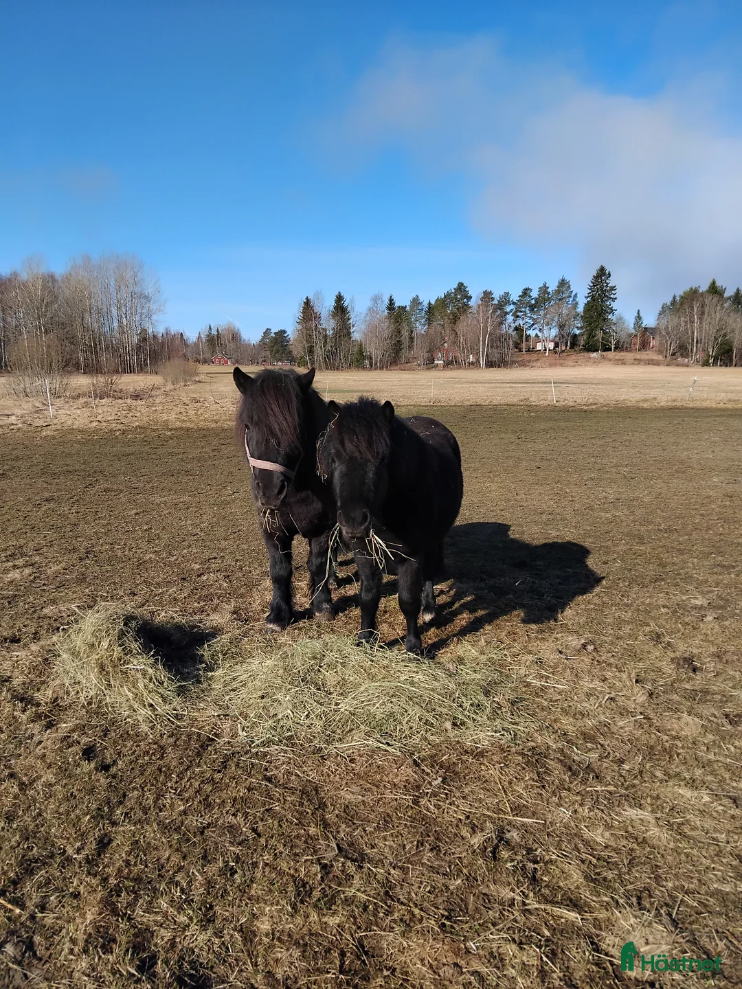 Allround hästar till salu: Shetlandsponny - Annons 1