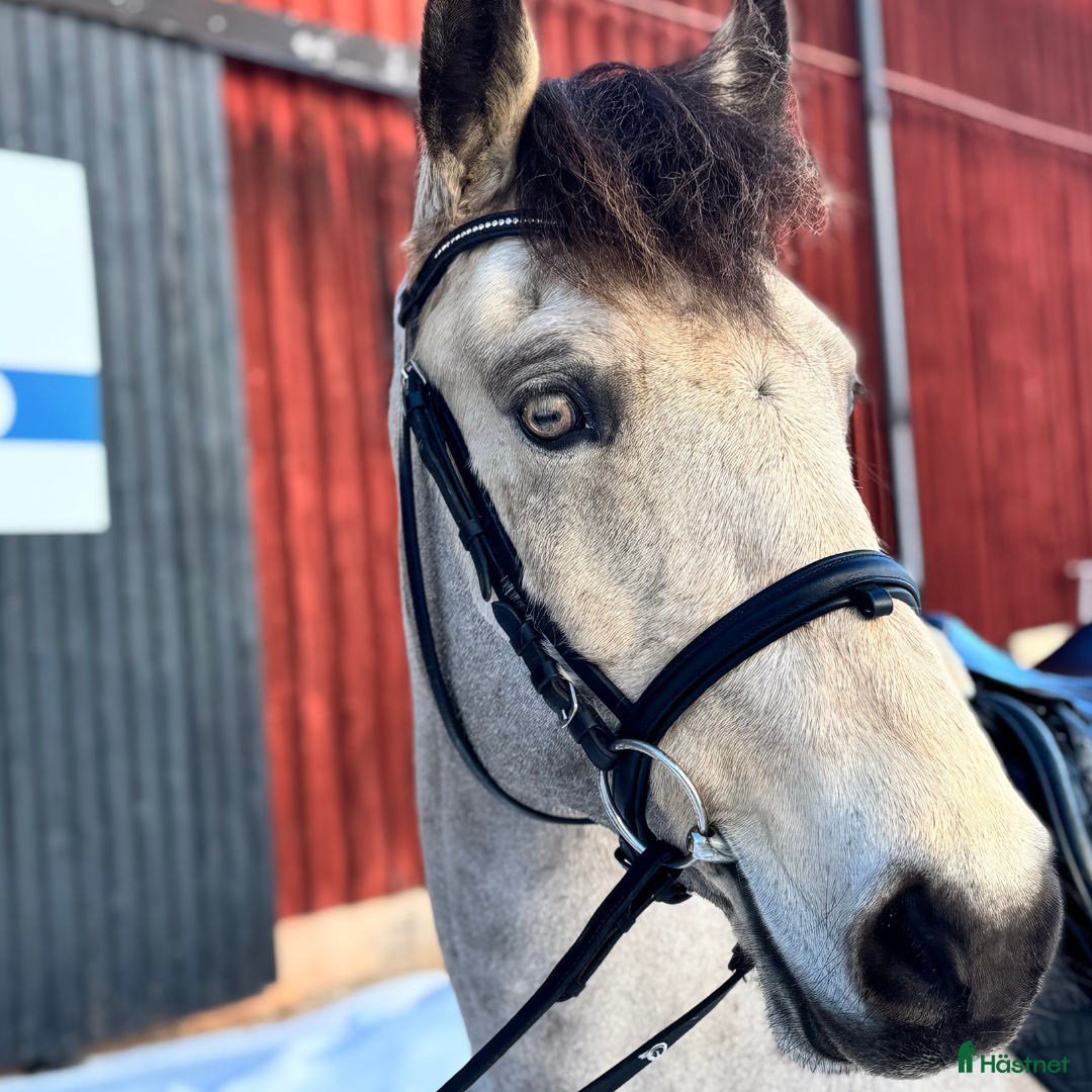  hästar Bea- snällt ponnysto som söker sin egen ryttare! - Annons 13