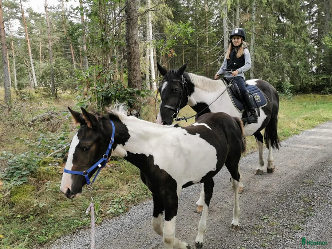 Avelshästar hästar till salu: Avelssto utlånas (RESERVERAD) i Torsås - Annons 8