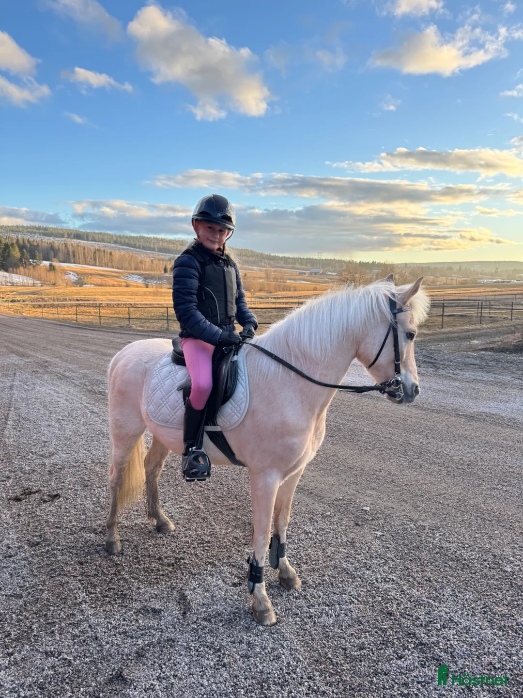 Allround hästar till salu: B-ponny med utstrålning  - Annons 2