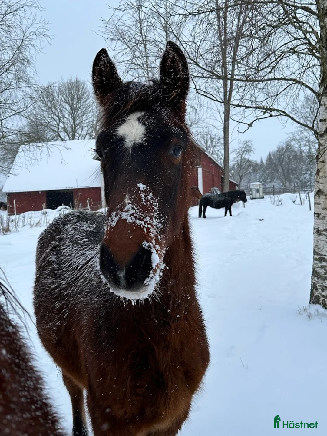 Allround hästar till salu: Åring, korsning PRE och kallblodstravare - Annons 2