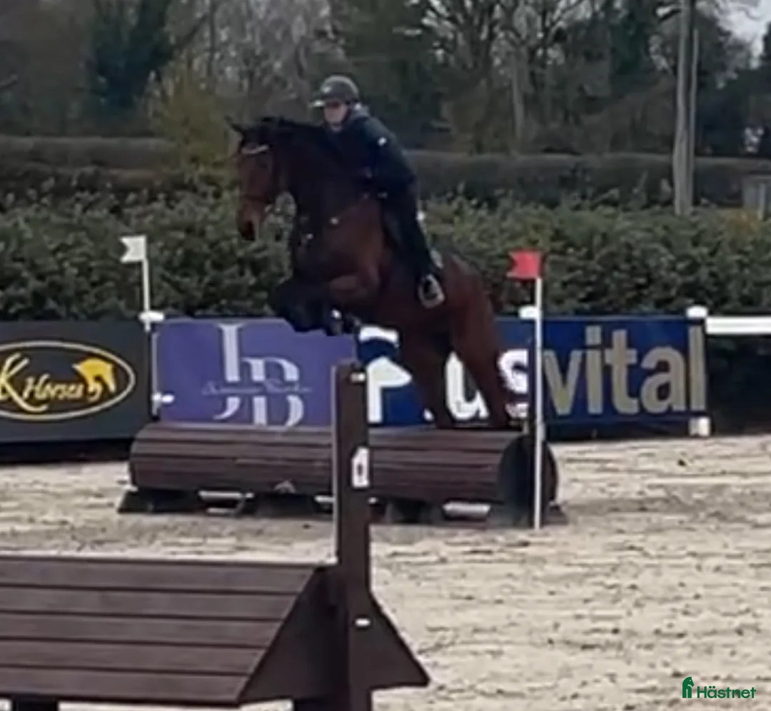 Allround hästar till salu: 9yr old Irish Sport Horse all rounder - Annons 3