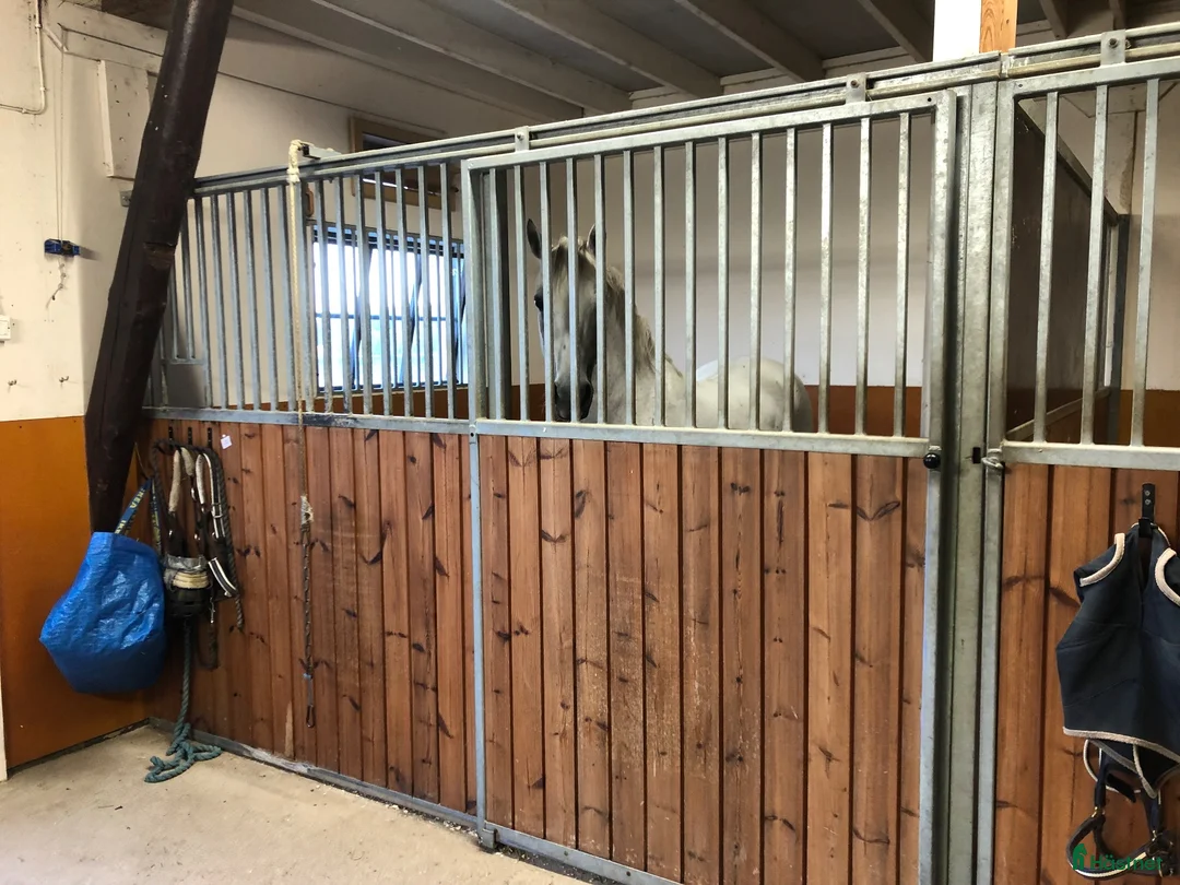  stallplats finnes: Stallplatser med belyst ridbana  - Annons 2