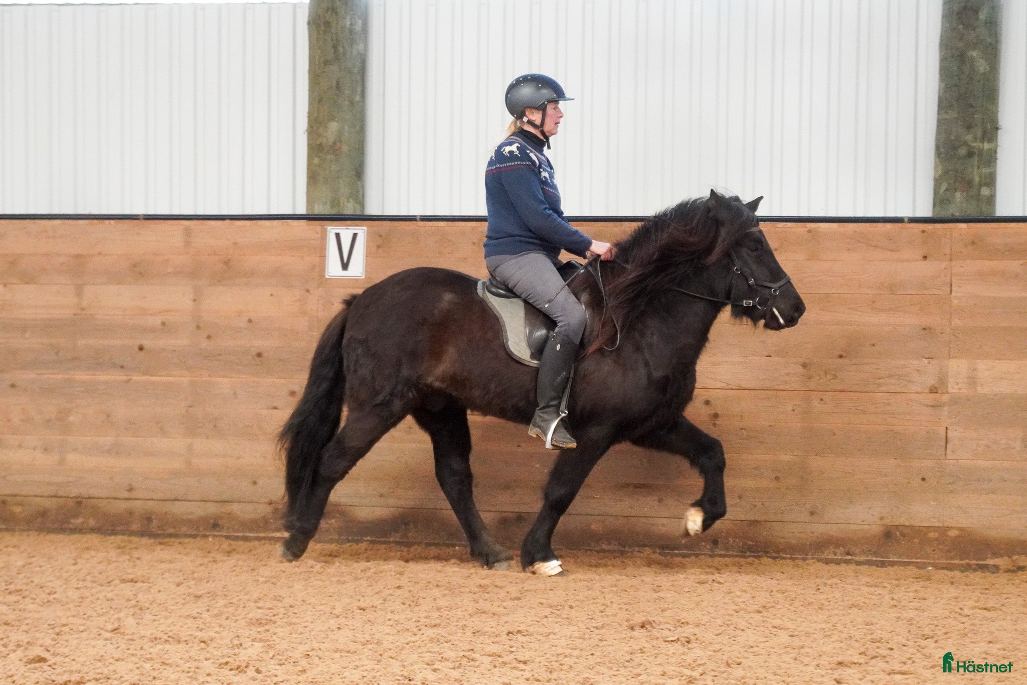  hästar Trevlig, mycket ridbar unghäst i Vessigebro - Annons 7
