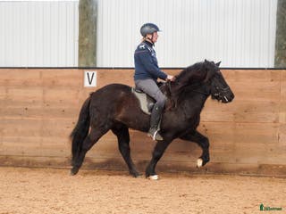 hästar Trevlig, mycket ridbar unghäst i Vessigebro - Annons 9