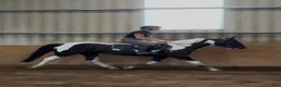 Allround hästar till salu: Beautiful coloured mare  - Annons 7