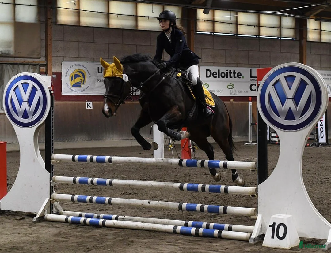 Allround hästar sökes: Hjälp med hästar  - Annons 2