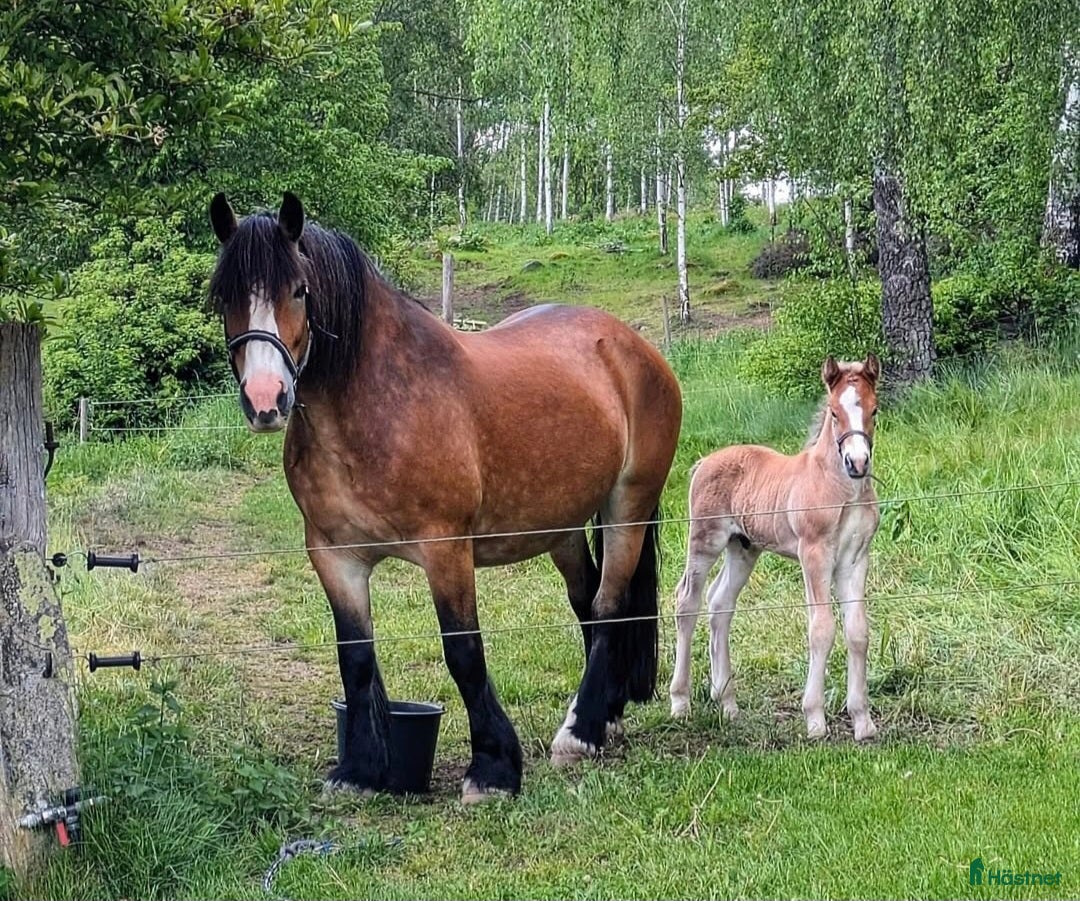 Allround hästar till salu: Nordsvensk brukshäst i Olofström - Bild 1