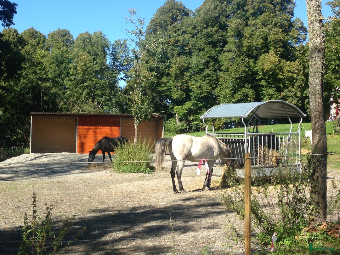  stallplats finnes: Kvalitativ lösdrift med full ridanläggning, Vargön i Vargön - Bild 6