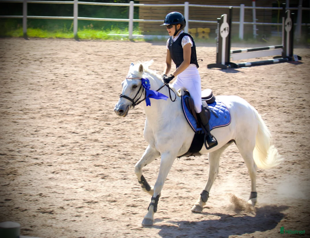 Allround hästar till salu: Drömponny redo för nya äventyr 🦄 i Vallda - Annons 1