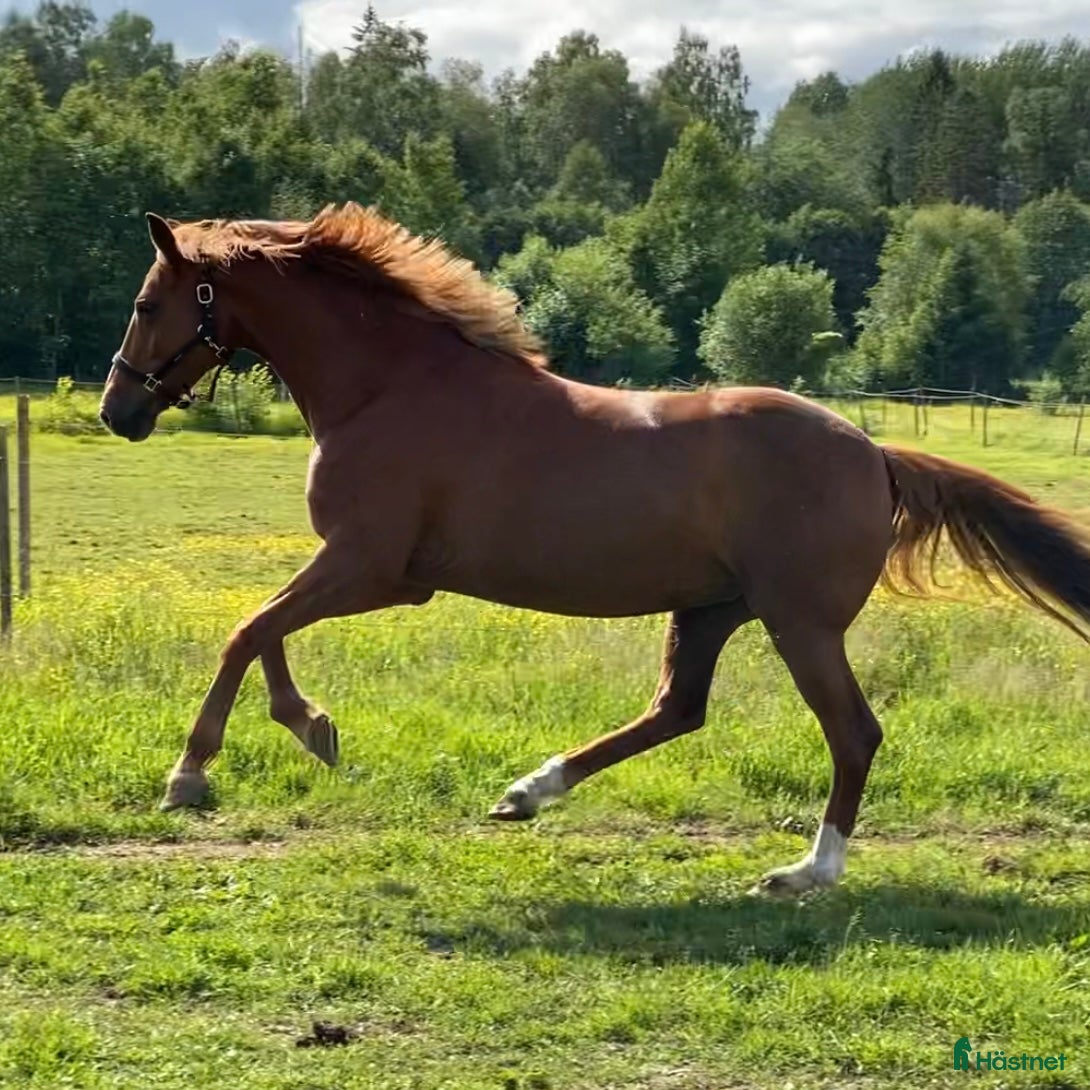  hästar Avelssto med GP syskon - Annons 1