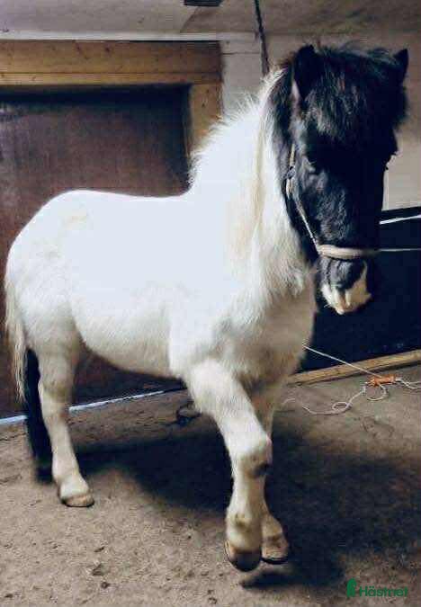  hästar Stor, 90% bombsäker, viktbärande valack i Degerfors - Annons 2