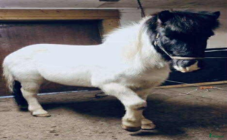  hästar Stor, 99% bombsäker, viktbärande valack i Degerfors - Annons 10