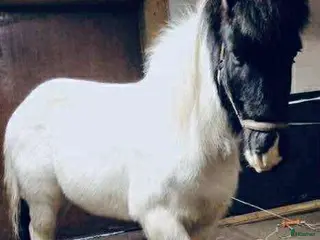 hästar Stor, 90% bombsäker, viktbärande valack - Annons 8