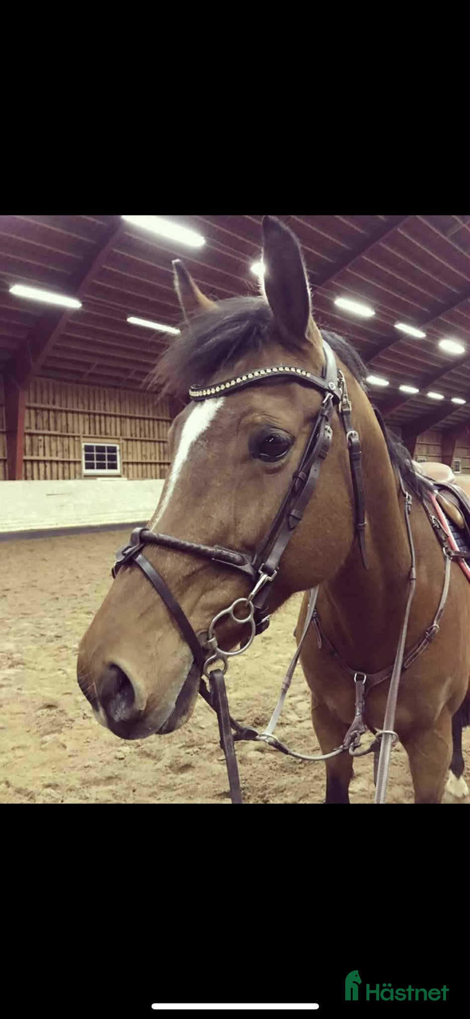  hästar Grym rid och avelshäst i Örebro - Annons 6