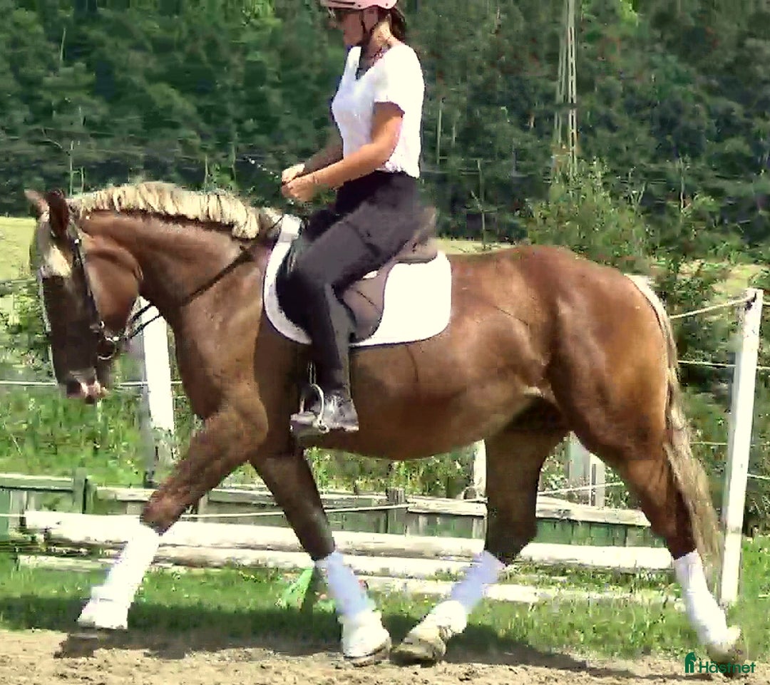Allround hästar till salu: Sweet Blonde Lady for everybody i Örsundsbro - Bild 4
