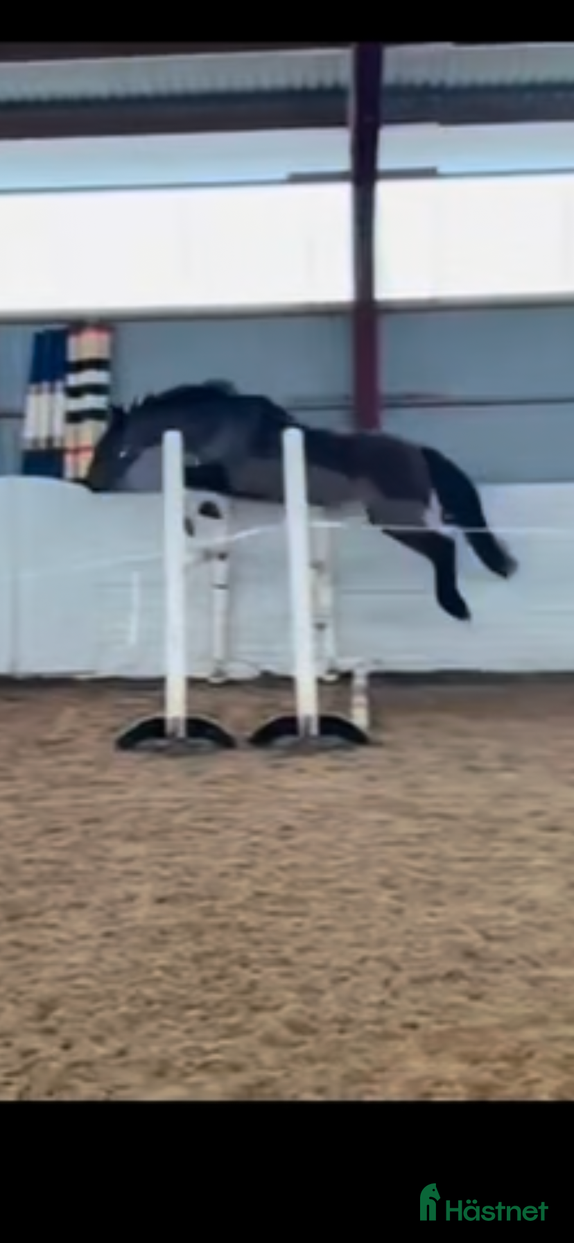  hästar Hopponny med kapacitet för framtiden  - Annons 3