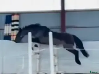 hästar Hopponny med kapacitet för framtiden - Annons 3