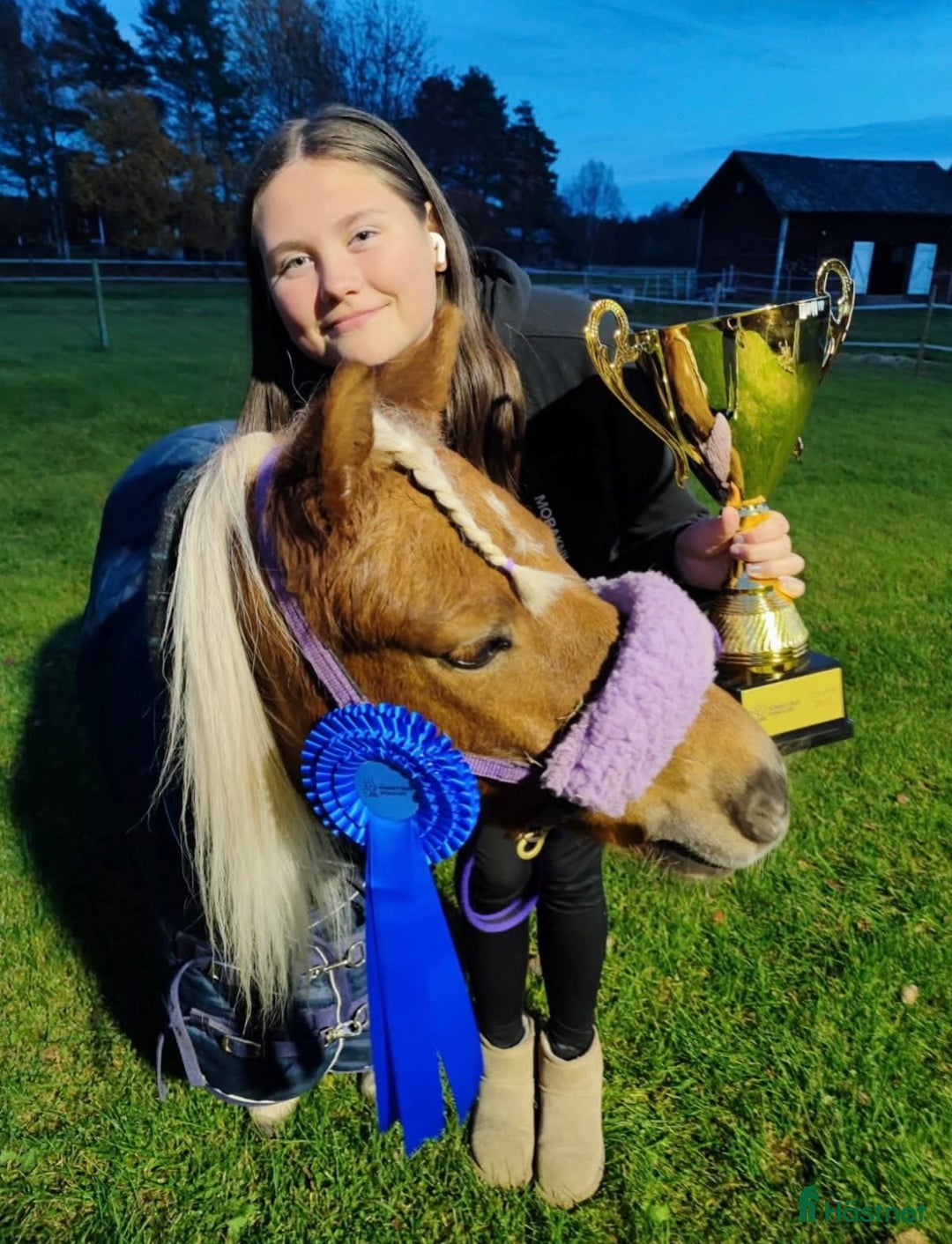 Allround hästar till salu: Gläntans Dacar i Mora - Annons 4