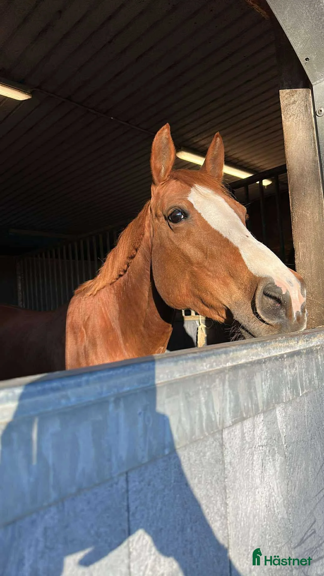 Allround hästar till salu: Allround sto med potential  - Annons 3