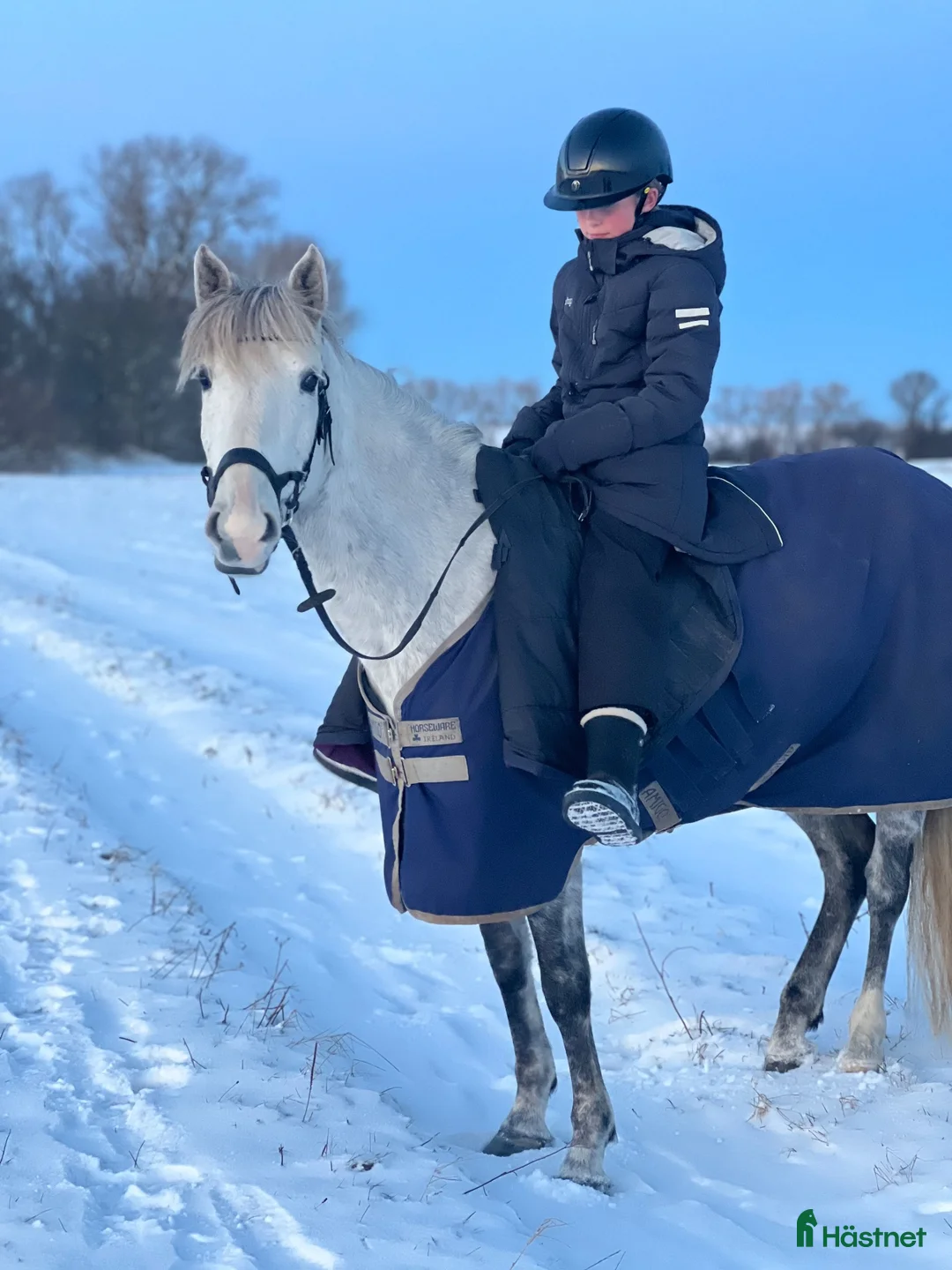 Allround hästar till salu: Trevlig och snäll ponny - Annons 2