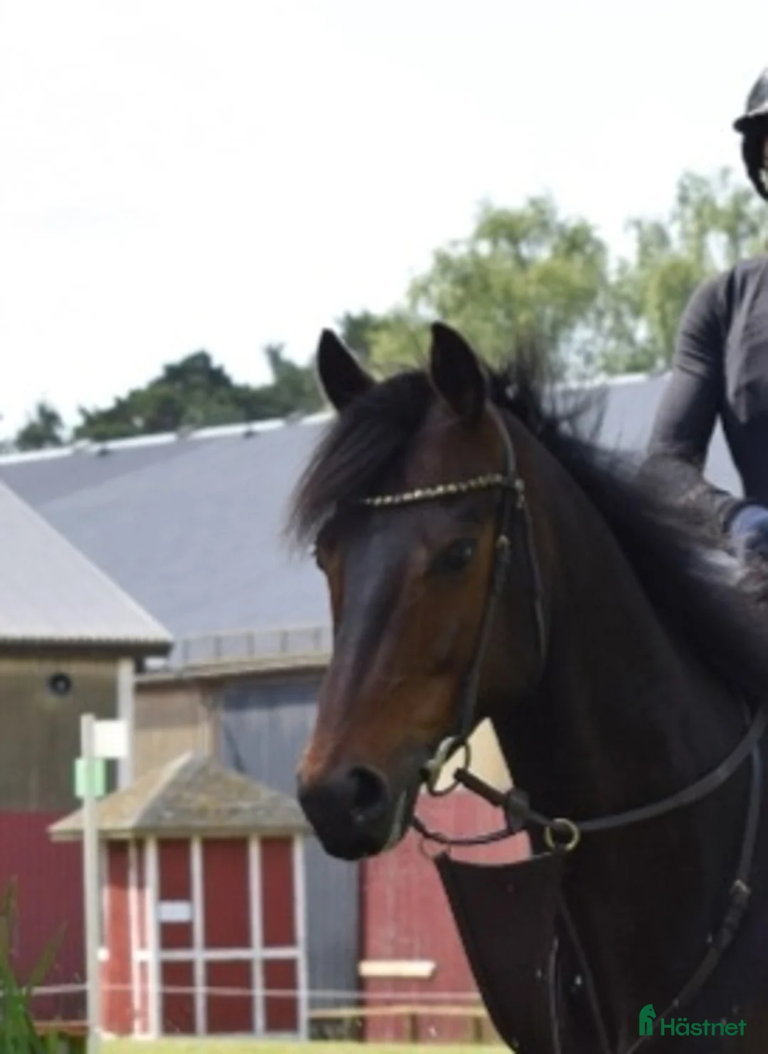 Allround hästar till salu: Bear Pong  - Annons 2