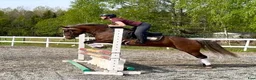 Allround hästar till salu: Underbar allroundponny - Annons 4