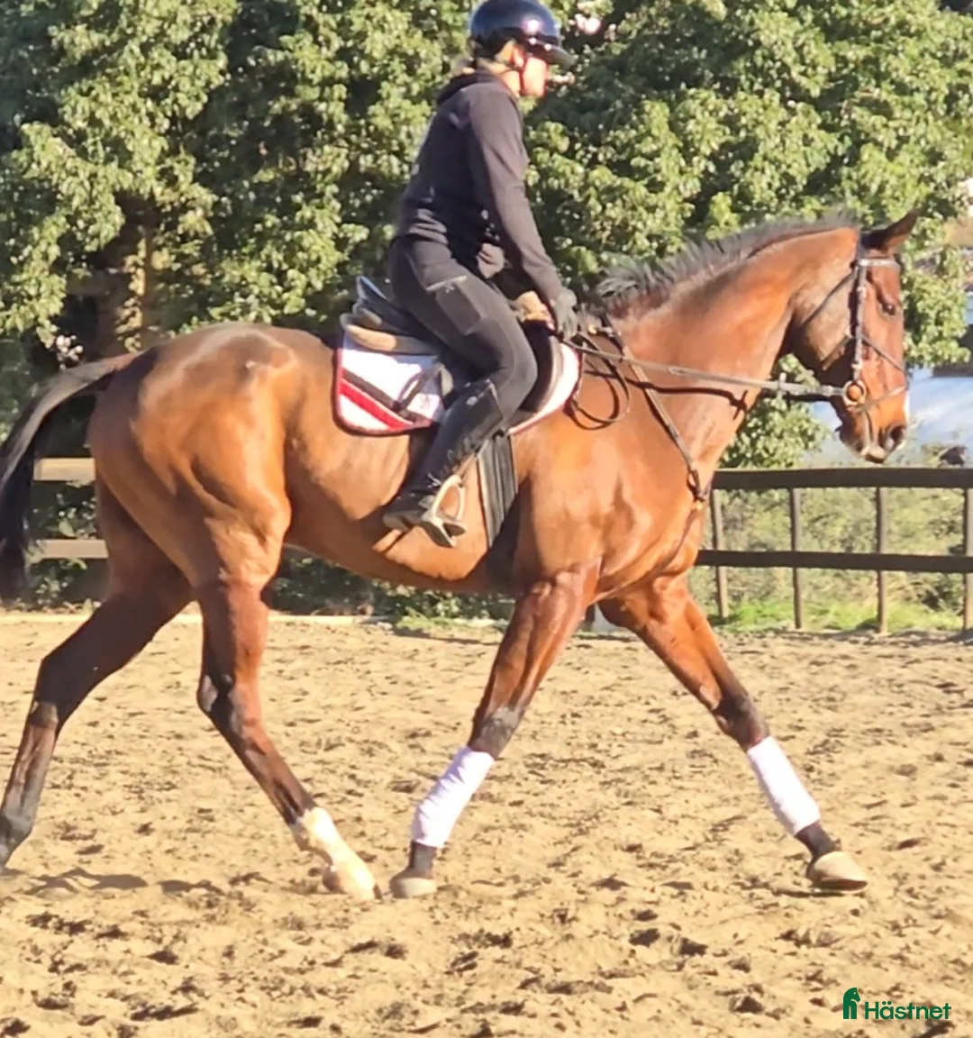 Hoppning hästar till salu: Trevliga hästar och ponnier i Spanien  - Annons 8