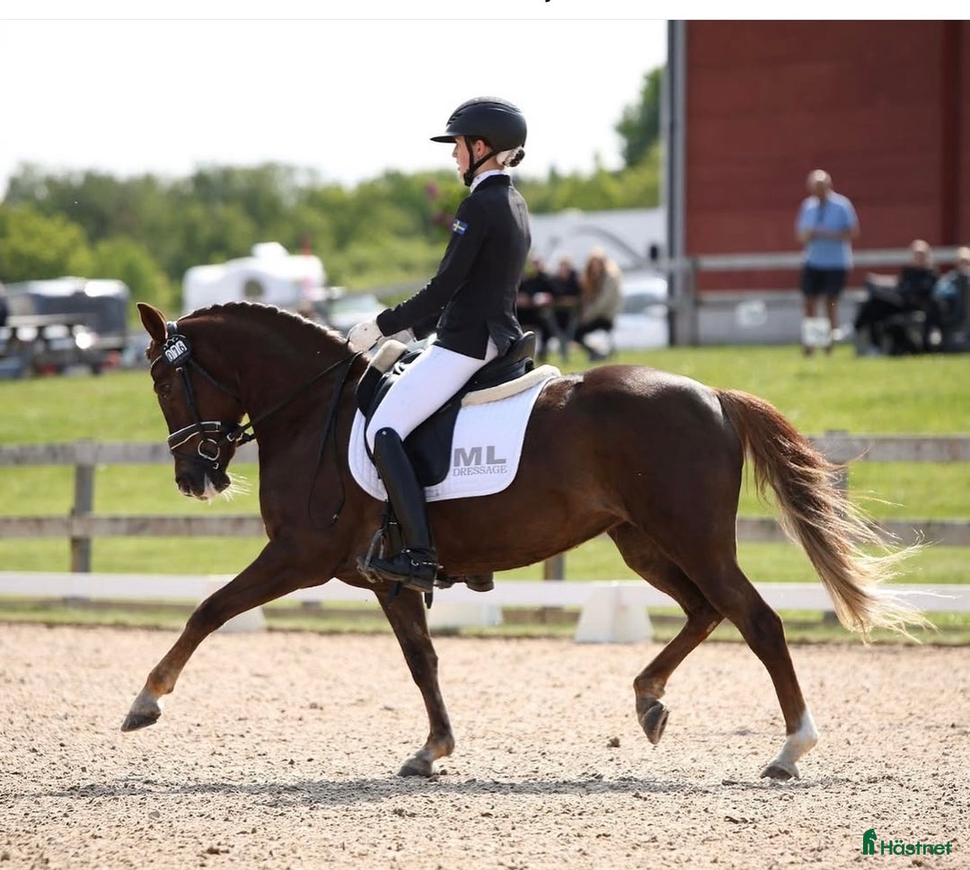 Dressyr hästar till salu: Black Friday, Ta chansen, 4a i SM 2025🤩 i Vallåkra - Annons 2