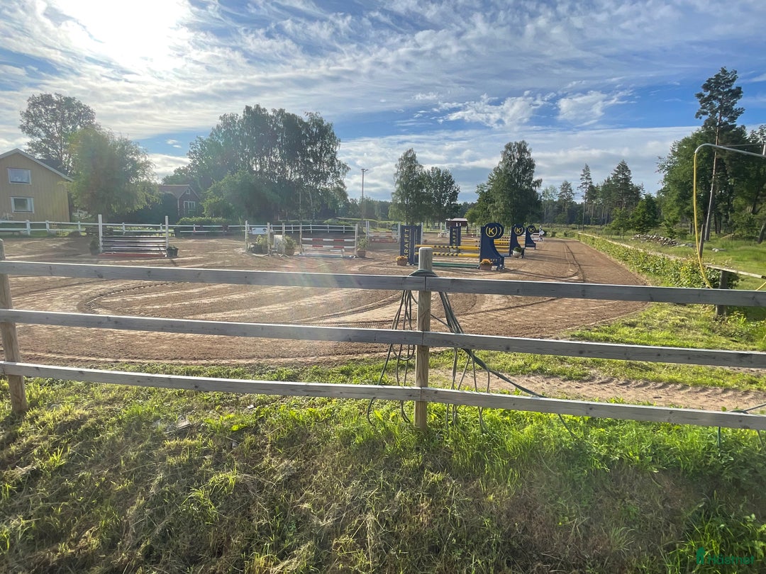  hästjobb finnes: Lundbäck & Cristofoletti letar duktighästskötare ! i Norrköping - Annons 12