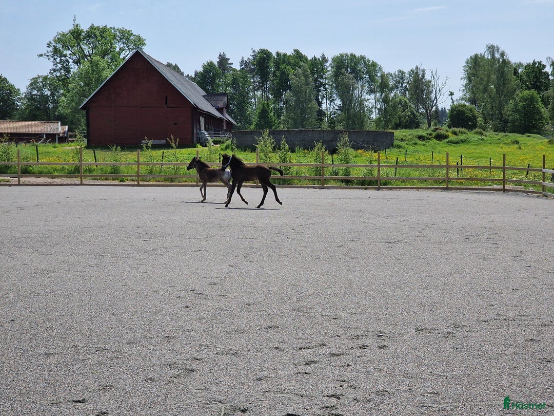 Western hästar till salu: Väl hanterad Quarter Hingst *TINGAD* i Vetlanda - Bild 5