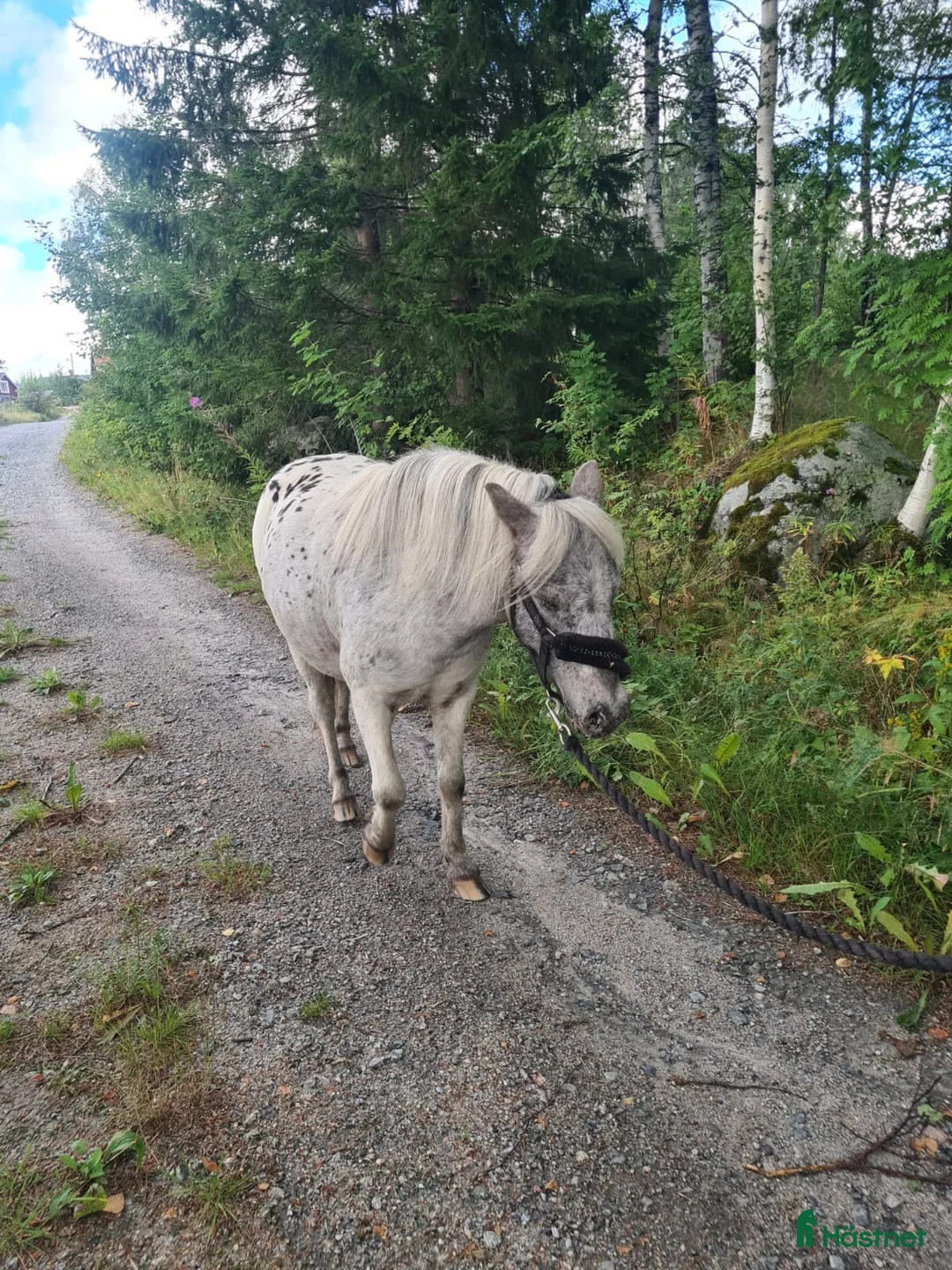 Övrigt hästar till salu: Intressekoll - shettiskorsning  - Annons 2