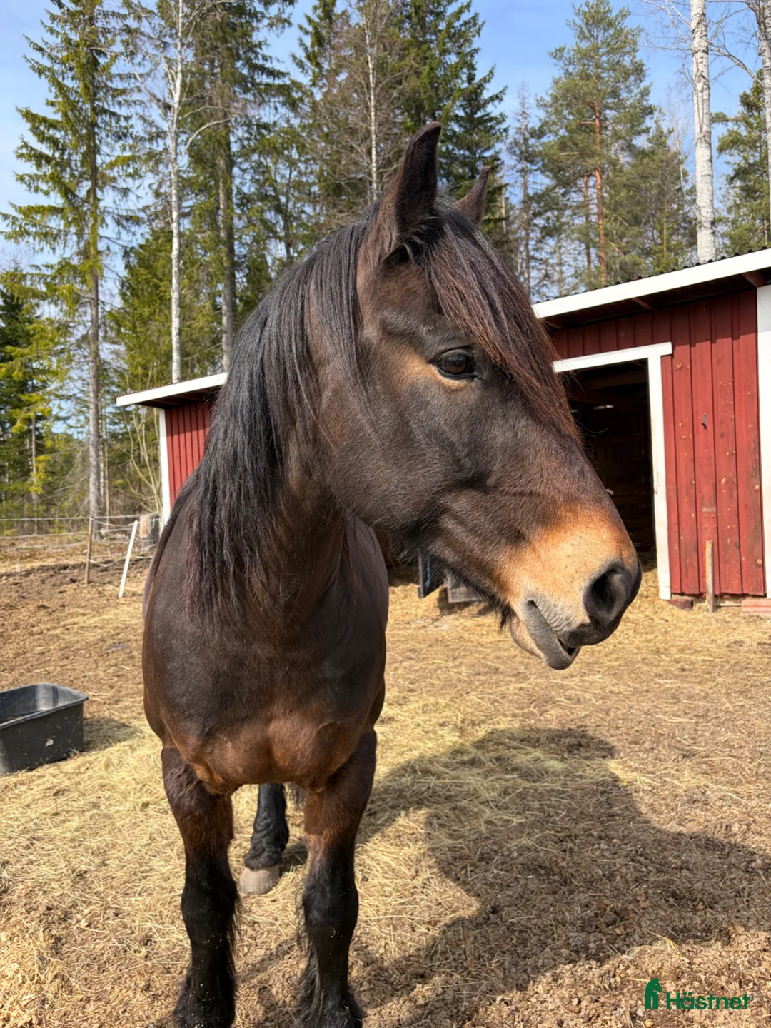 Allround hästar till salu: Kallblod - Annons 1