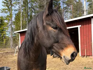 hästar Kallblod - Annons 6