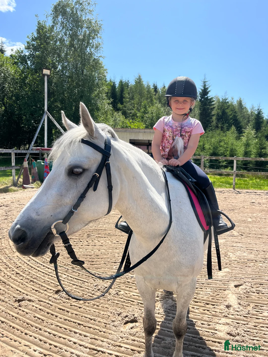 Allround hästar till salu: Världens bästa b-ponny - Annons 2