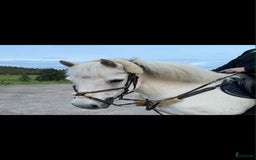 Sällskap hästar till salu: Sällskapsponnyer säljes tillsammans i Älvängen - Bild 1